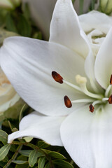 White lily with long petals