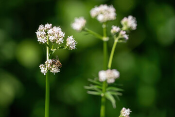 Honey bee collecting pollen from white flowers. Soft green background. Summer, wild flowers, calm, soothing