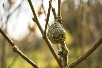 A snail crawling on a plant. Leisurely it crawls forward