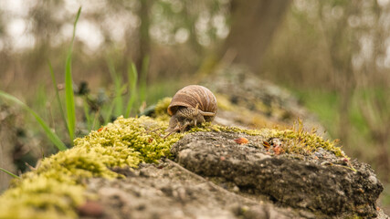 A snail crawling on a plant. Leisurely it crawls forward
