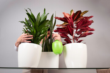 Young woman caring for houseplants on the background of a gray wall.