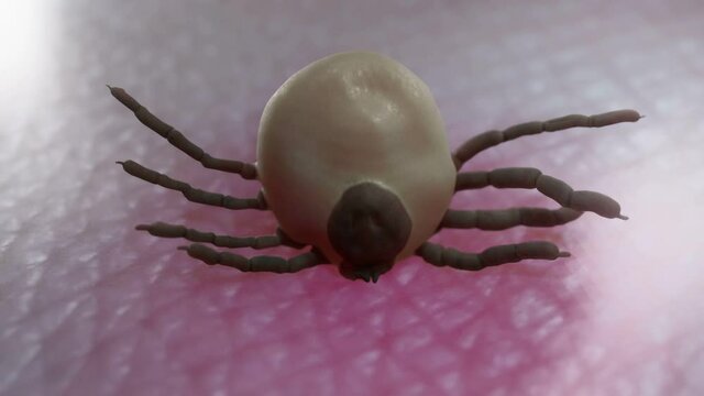 tick sucking blood on skin