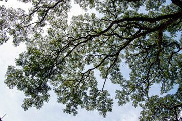 natural big wood tree background,