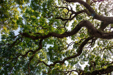 natural big wood tree background,