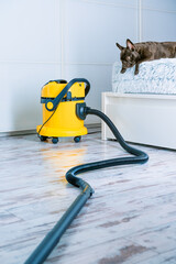 French bulldog dog looking at vacuum cleaner in domestic room