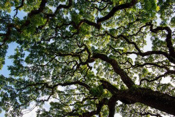 natural big wood tree background,