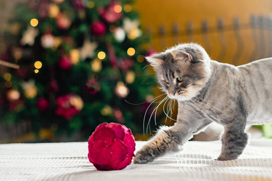 Adorable kitten on soft blanket playing with Christmas tree ball - Powered by Adobe