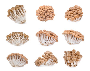 shimeji mushrooms brown varieties on white background.
