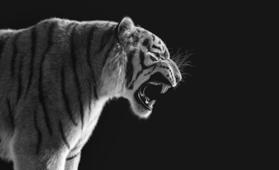 Tiger roar portrait black and white