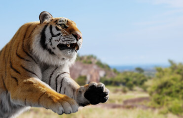 Tiger run and attack