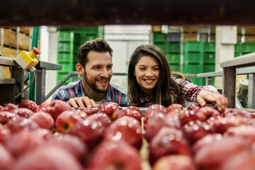 Sorting apples in organic production. A man and a woman in relaxed clothes randomly choose samples...