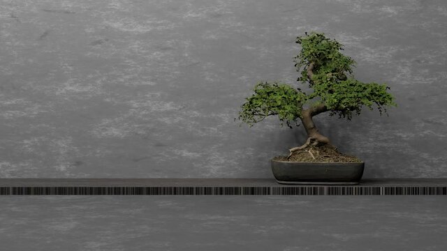 Time lapse of sunlight orbit that is illuminating to a bonsai (3D Rendering)