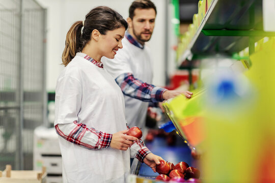 Sorting apples in organic production. A man and a woman in relaxed clothes randomly choose samples of apples that are neatly in the crates and check the quality. Proud of their work and product