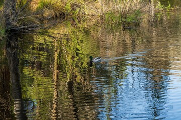 A bunch of Mallards at Idylwild, California