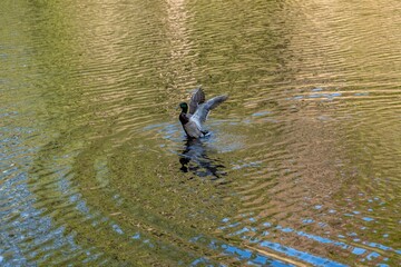 A bunch of Mallards at Idylwild, California