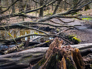 wooden bridge