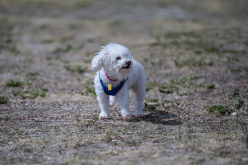 A Bichon Frise in Palm Springs, California
