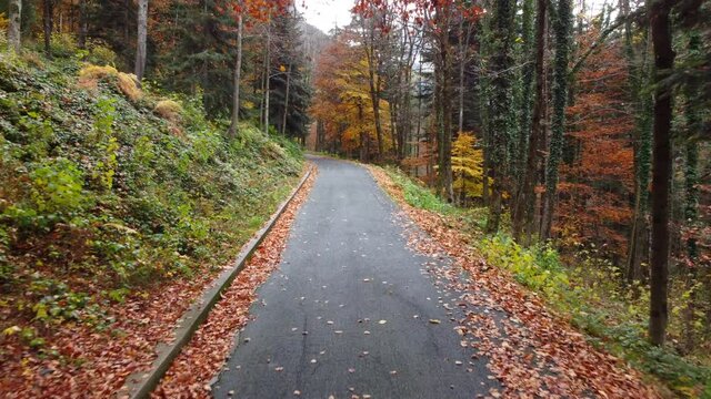 Autumn road in mountain forest, yellow and red foliage trees