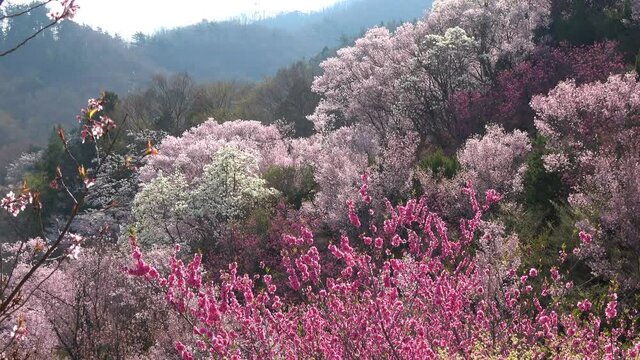 花見山の桜（福島県・福島市）