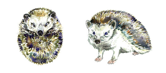 South african hedgehog collection, curled top view and standing side view, hand painted watercolor illustration