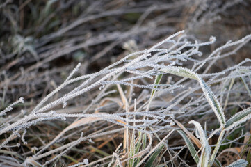 Top view of long stalks of grass covered with white frost.