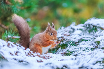 Red squirrel feeding in pine trees during Winter 