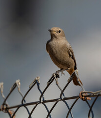 Black Redstart.Black Redstart bird perched on braided wire with colored background ( Phoenicurus ochruros )