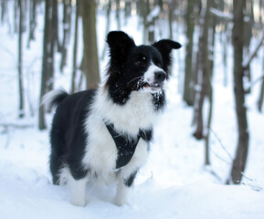 Czarno biały pies Border Colli w zimowym lesie