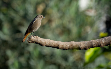 Black Redstart bird perched in its natural environment ( Phoenicurus ochruros )
