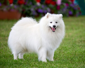 Fluffy white Japanese Spitz dog