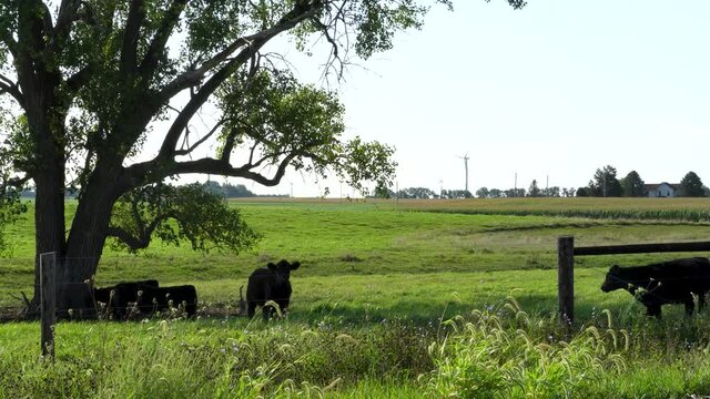Herd of cattle resting in the shade of a tree early in the morning in late summer; Southern Illinois, sunny, clear blue sky. 227