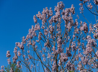 Blossom branches with bells flowers of Paulownia tomentosa tree against blue sky in public...