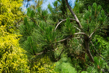 Pinus radiata, the Monterey pine or insignis pine. Close-up of pinus branches. Sunny day in spring Arboretum Park Southern Cultures in Sirius (Adler) Sochi.