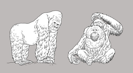 Gorilla and orangutan illustration. Big apes for coloring book. © Lunstream
