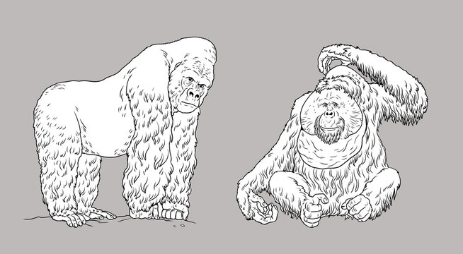 Gorilla and orangutan illustration. Big apes for coloring book.