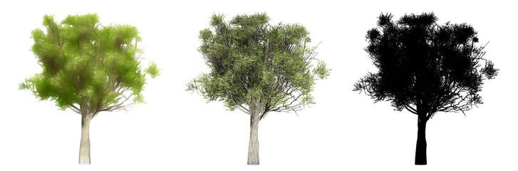 Set or collection of green trees, painted, natural and as a black silhouette on white background. Concept or conceptual 3d illustration for nature, ecology and conservation, strength, endurance