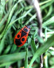 ladybird on a leaf