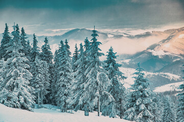 Fototapeta na wymiar amazing winter wonderland landscape with snowy fir trees