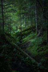 north forest deep woods environmental atmospheric space with falling trees and moss cover dark green style vertical photography with dusk and shadow light