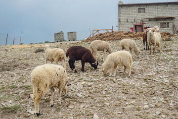 A herd of rams in the yard in the village
