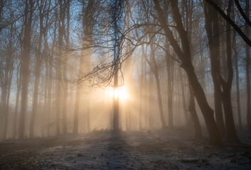 An image of a beautiful tree in the fog