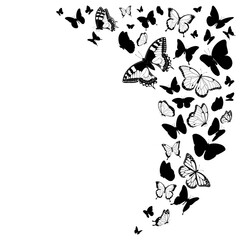 Obraz na płótnie Canvas Black and white butterflies design isolated on white illustration 