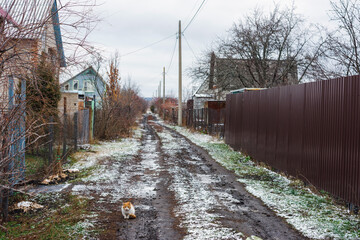 sad abandoned cat sitting on a muddy road on the street