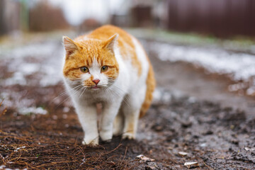 sad cat going on wet ground in cold weather