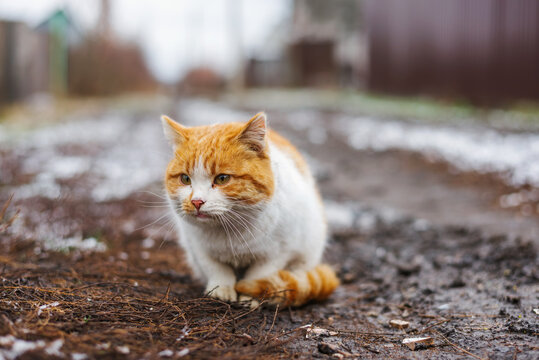 sad cat sitting on wet ground in cold weather