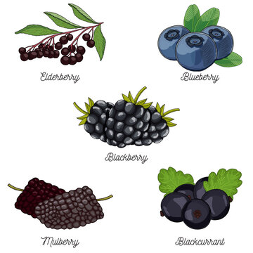 Berries Fruit Collection. Elderberry Blueberry Blackberry Mulberry and Blackcurrant Set