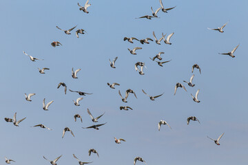 Sport pigeons in flight