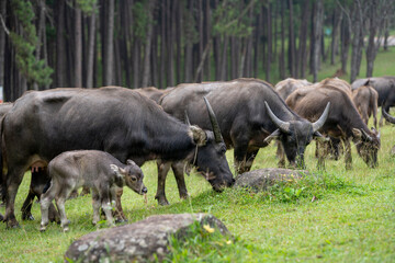 A large herd of wild water buffalo. Mother and Cute Newborn  baby
