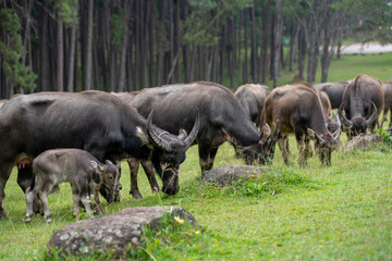 Naklejka na ściany i meble A large herd of wild water buffalo. Mother and Cute Newborn baby