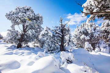 Winter in Grand Canyon National Park, United States Of America